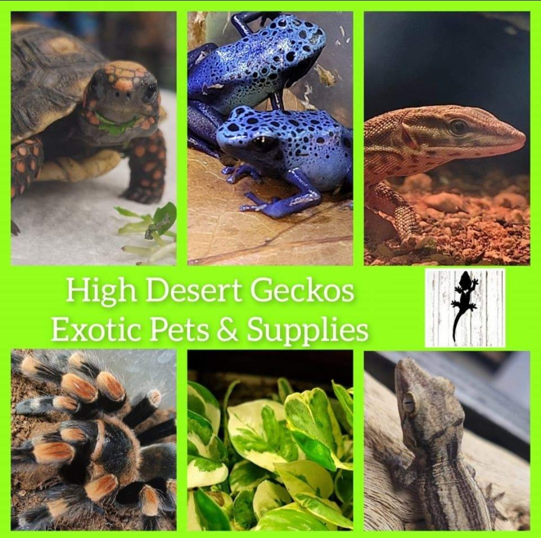 High Desert Geckos Exotic Pets & Supplies