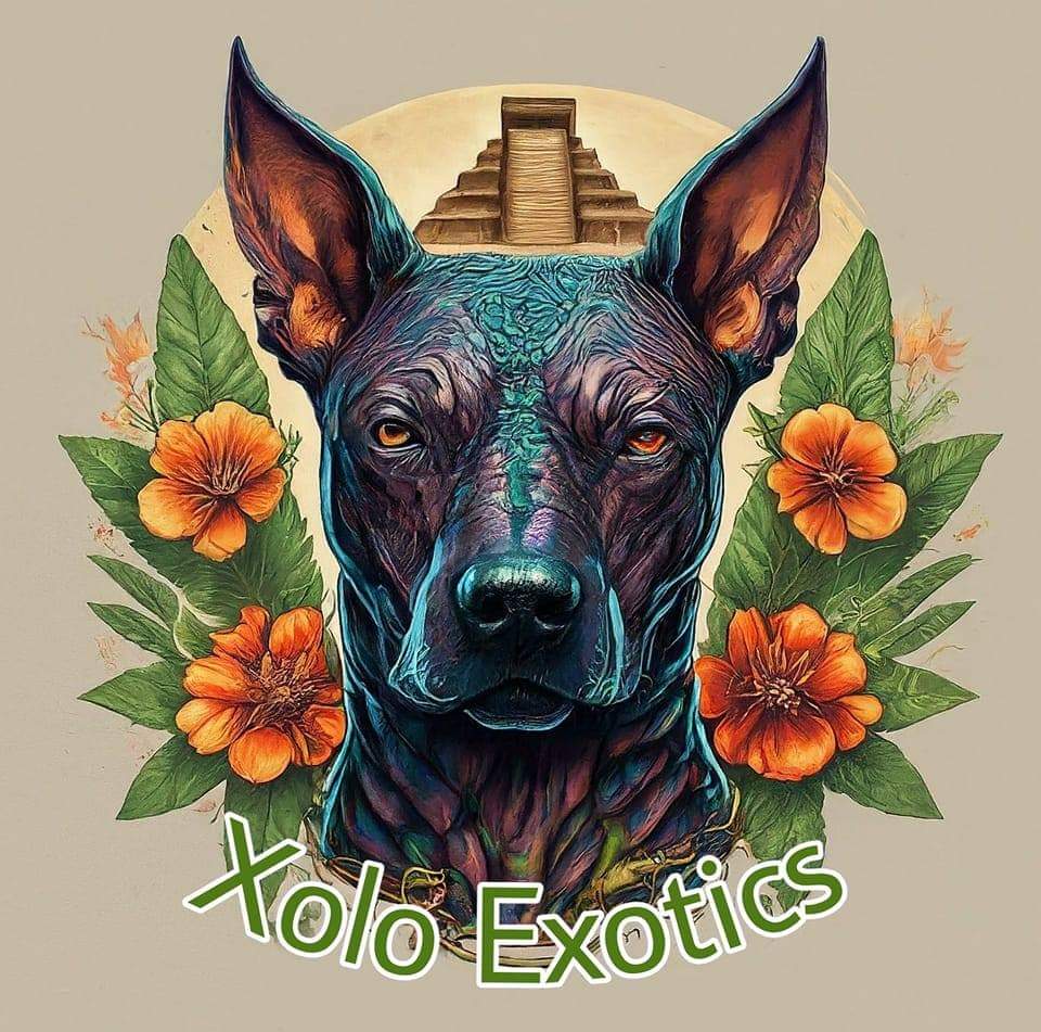 Xolo Exotics