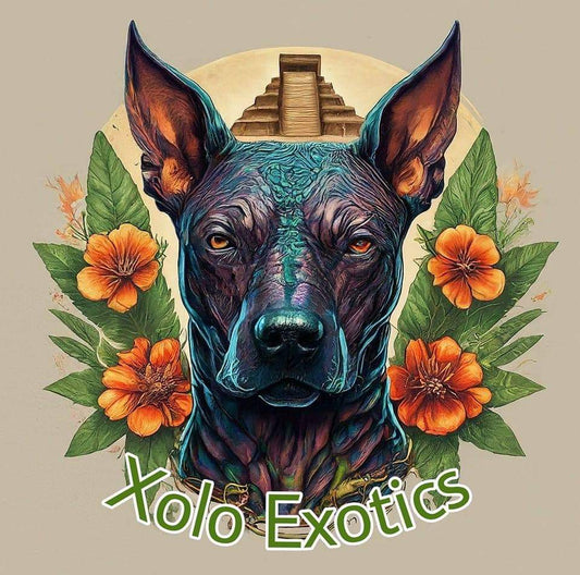 Xolo Exotics
